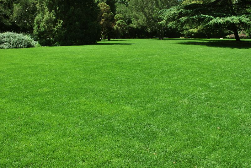 Lush Lawn Areas